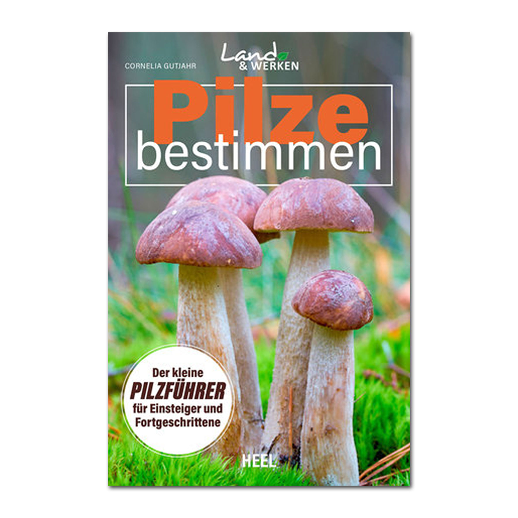 Pilze bestimmen