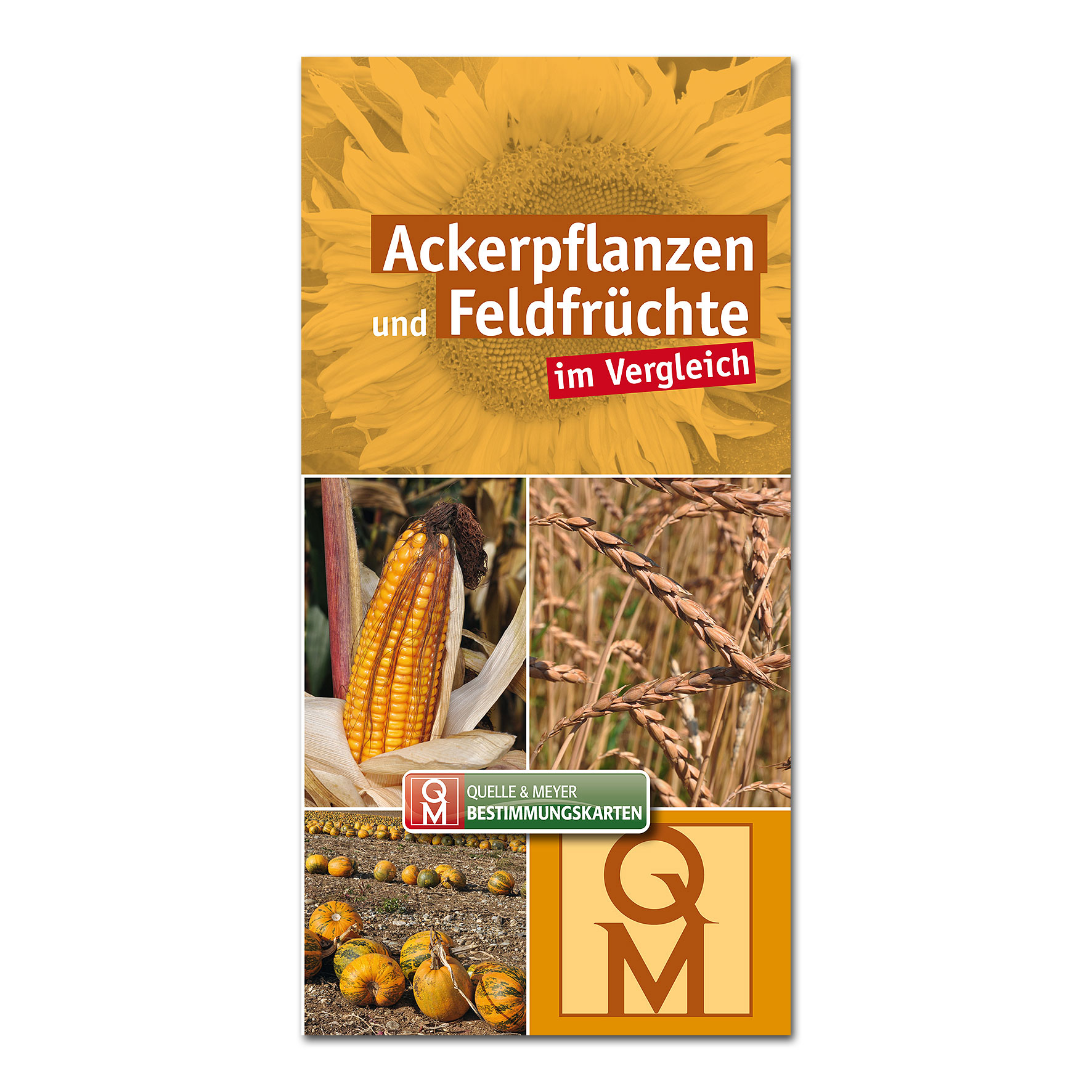 Bestimmungskarte: Ackerpflanzen und Feldfrüchte im Vergleich