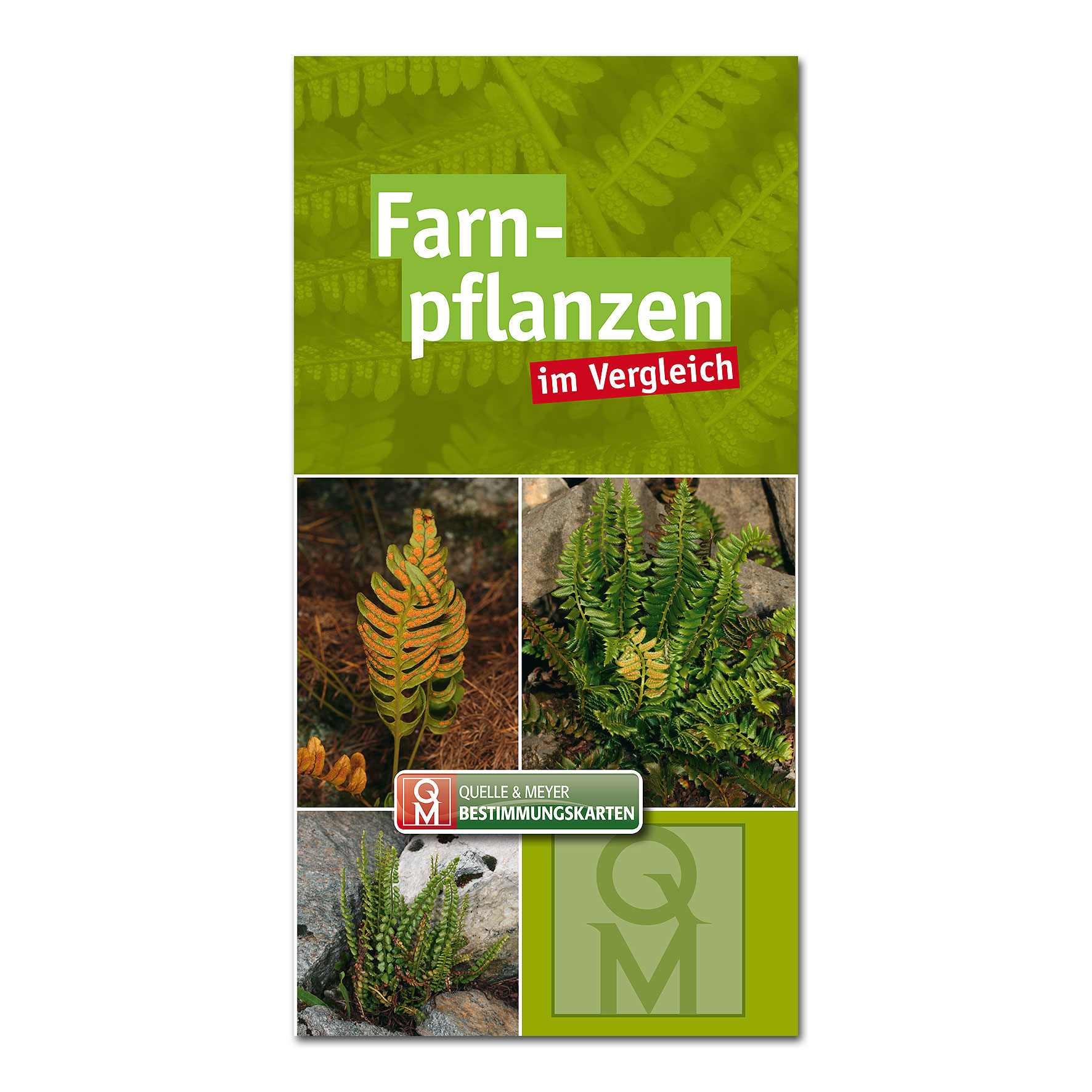 Bestimmungskarte: Farnpflanzen im Vergleich