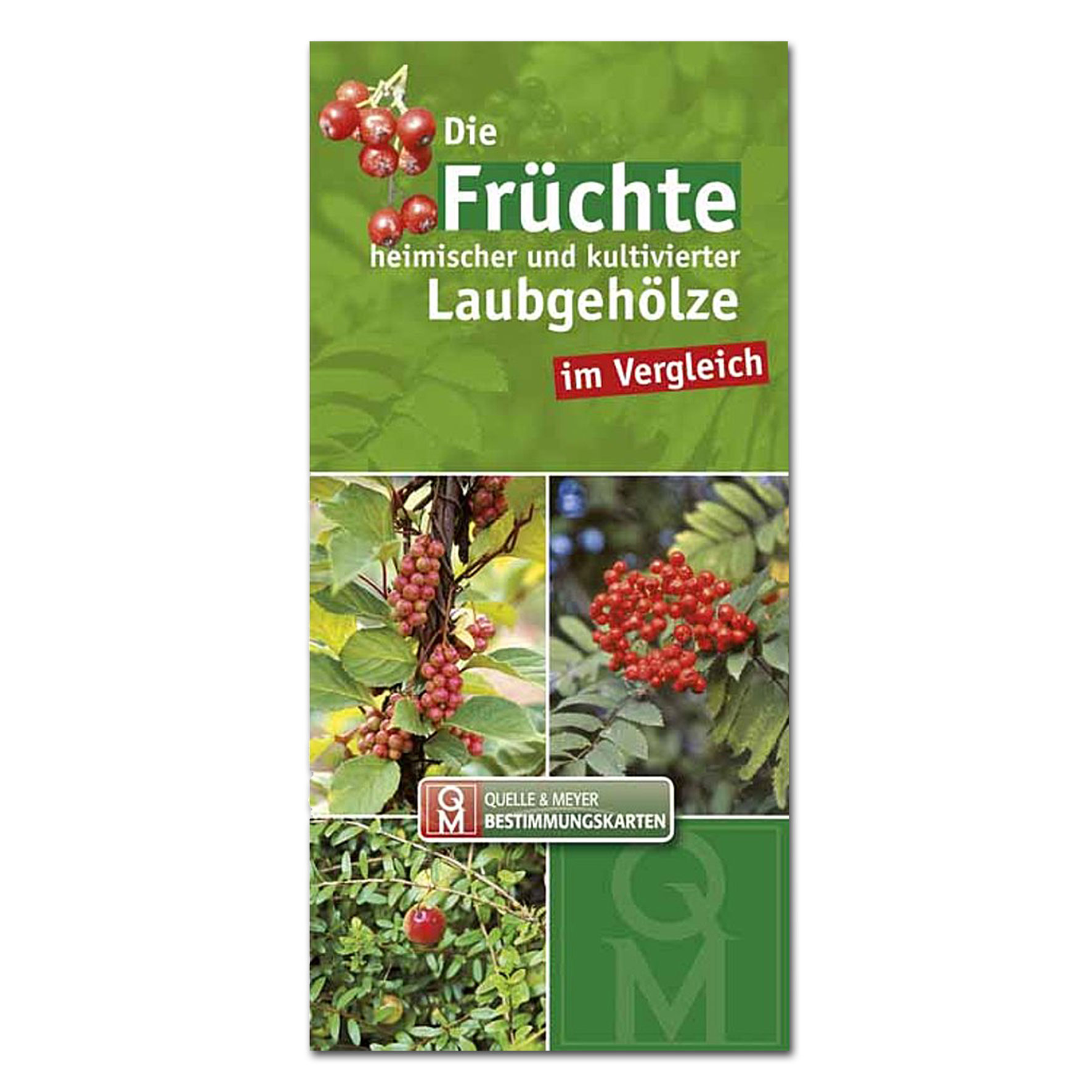 Bestimmungskarte: Die Früchte heimischer und kultivierter Laubgehölze im Vergleich