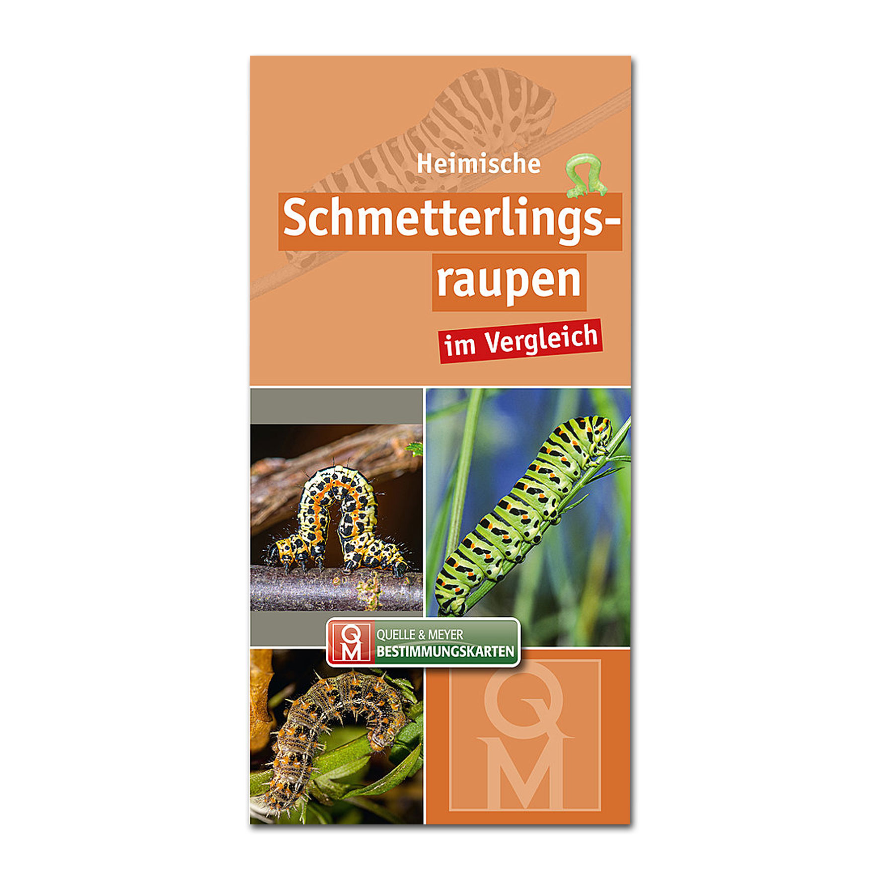 Bestimmungskarte: Heimische Schmetterlingsraupen im Vergleich
