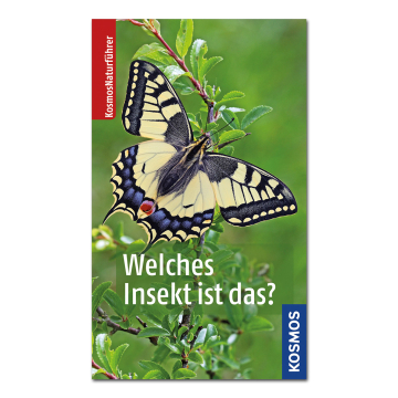 Welches Insekt ist das?