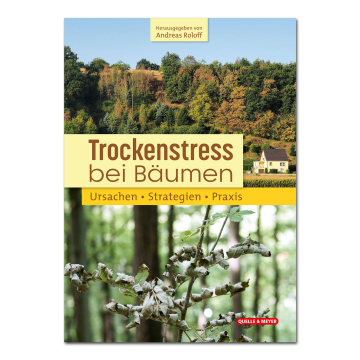 Trockenstress beim Bäumen