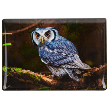 Foto-Magnet Eule