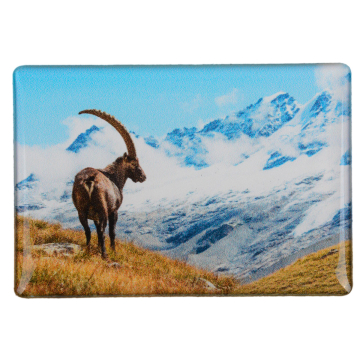 Foto-Magnet Steinbock