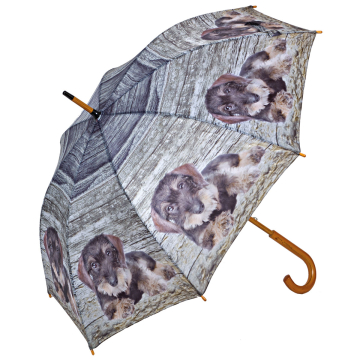 Regenschirm Rauhaardackel