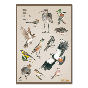 WILD UND HUND Edition: Poster DIN A1 "Vögel des Feldes"