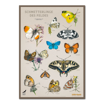 WILD UND HUND Edition: Poster DIN A1 "Schmetterlinge des Feldes"