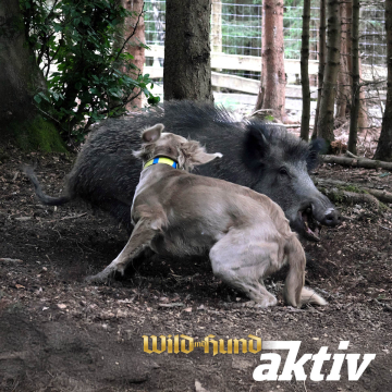 Schwarzwildgatter und Schweißarbeit mit Anke Heßling