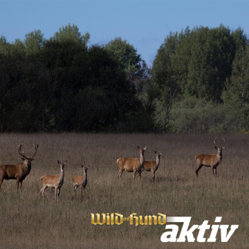 Ansitzwochenende auf Gut Klepelshagen – Theorie und Praxis mit Burkhard Stöcker