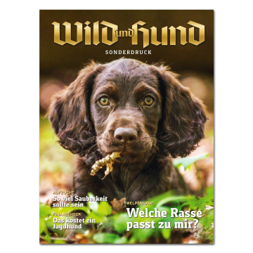 WILD UND HUND - Welpen - Welche Rasse passt zu mir