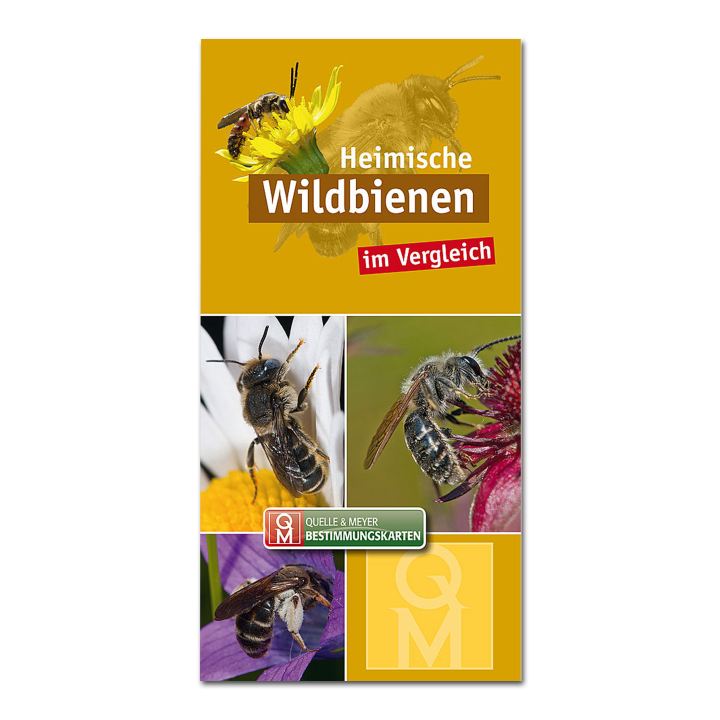 Bestimmungskarte: Heimische Wildbienen im Vergleich