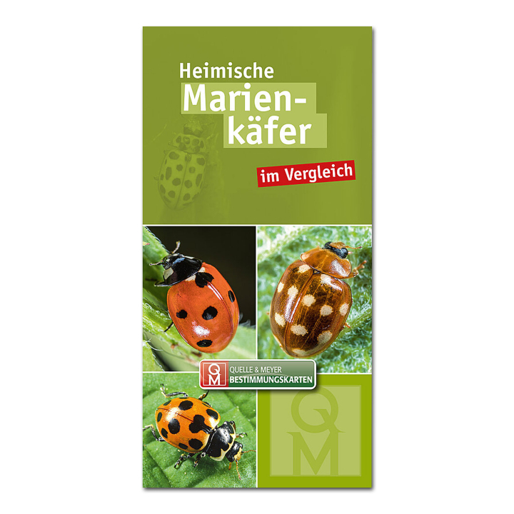 Bestimmungskarte: Heimische Marienk&auml;fer im Vergleich