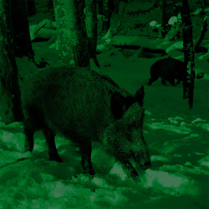 Nachtjagd - Praxisseminar mit aktiver Jagd mit Andreas Bach