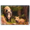 Foto-Magnet Wildschwein im Pareyshop