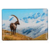 Foto-Magnet Steinbock im Pareyshop