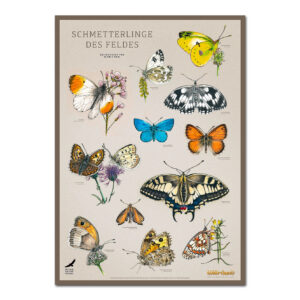 WILD UND HUND Edition: Poster DIN A1 "Schmetterlinge des Feldes" im Pareyshop