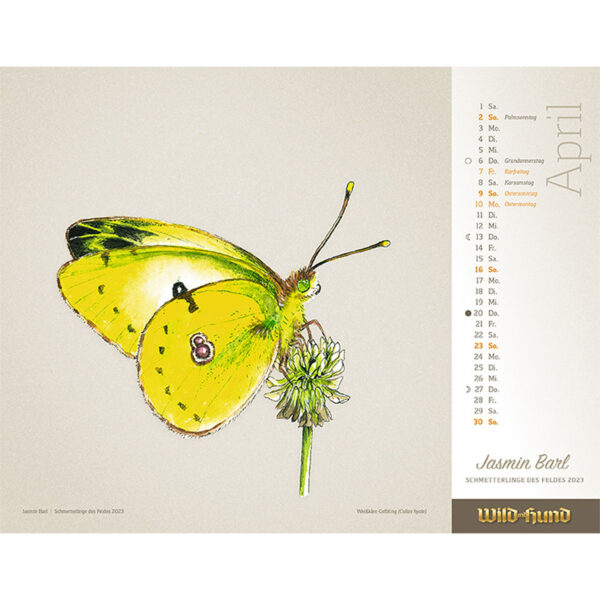 WILD UND HUND Edition: Schmetterlinge des Feldes Kunstdruck-Kalender 2023 im Pareyshop