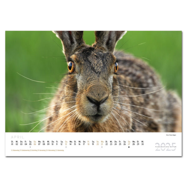 WILD UND HUND Edition: Faszination Natur Kalender 2025 im Pareyshop